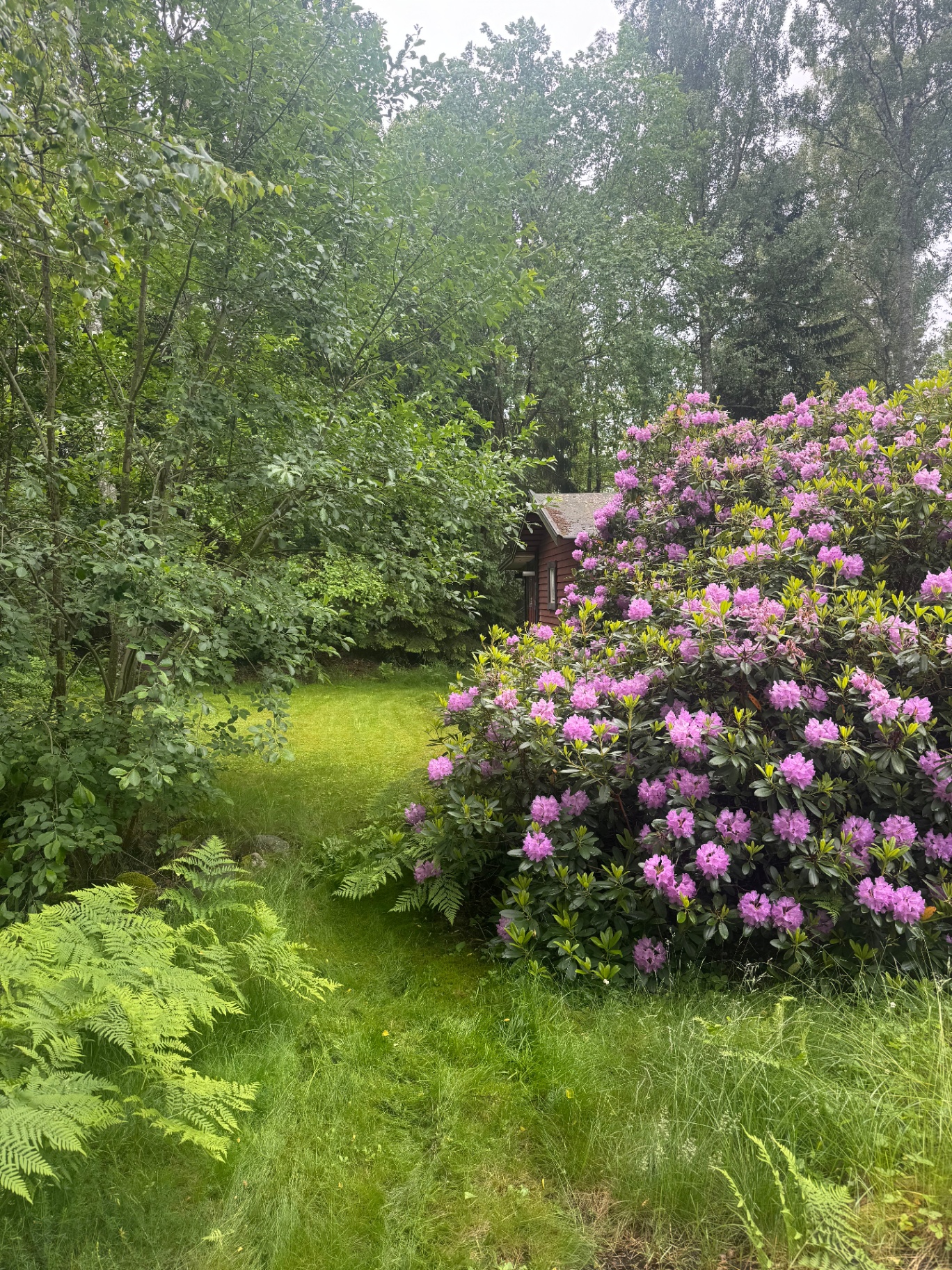 Rhododendron i full blom i trädgården på Blidö